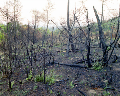  Jean=Louis TORNATO [Burned Land]